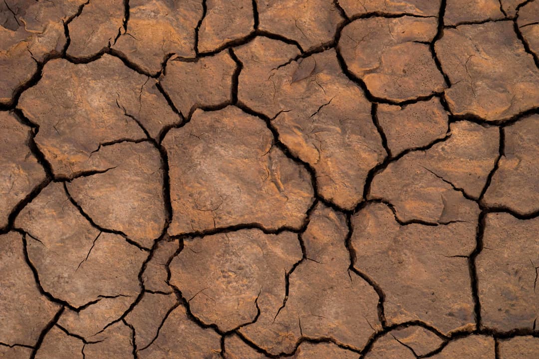 Abiotic Stress
