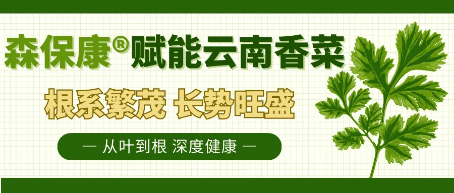 从叶到根 深度健康l 森保康®赋能云南香菜，根系繁茂长势旺盛！