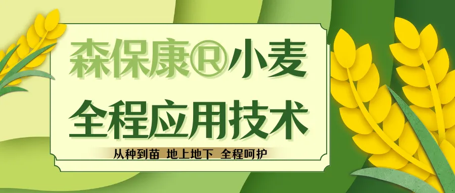 森保康®小麦全程应用技术：防病促长健康增产，为小麦成长注入新活力！