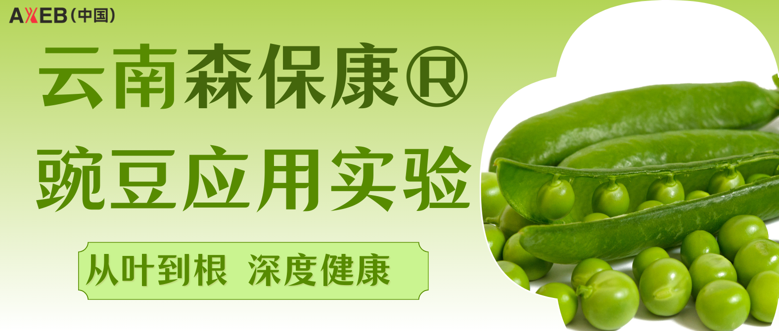 怕炭疽褐斑 就用森保康® | 云南森保康®豌豆应用实验