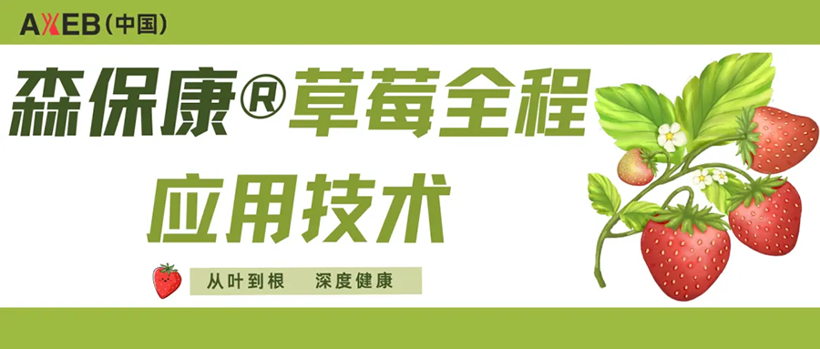 森保康®草莓全程应用技术：防病护果优质高产，为草莓生长增添新动力！